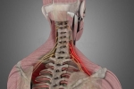 Understanding Nerve Impingement (Radiculopathy) and Its Management