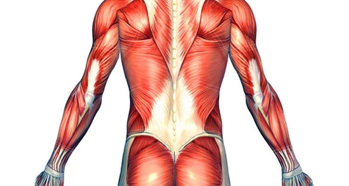 Exercise and Evolution: How The Bar Method Exercises Target Back Muscles -  Bar Method