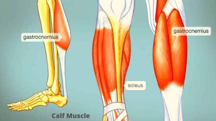 Blog Why Does My Calf Muscle Hurt 